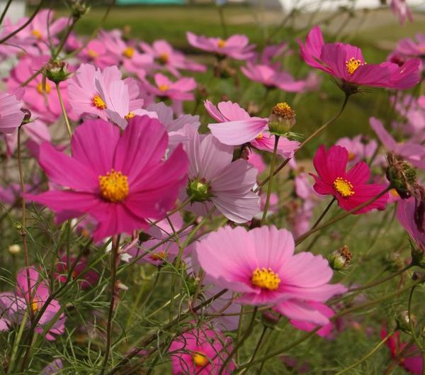 友好の花「コスモス」