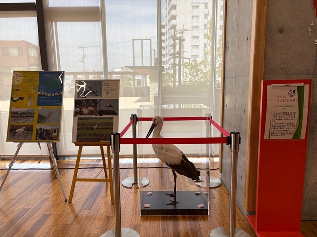 コウノトリ剥製展示画像