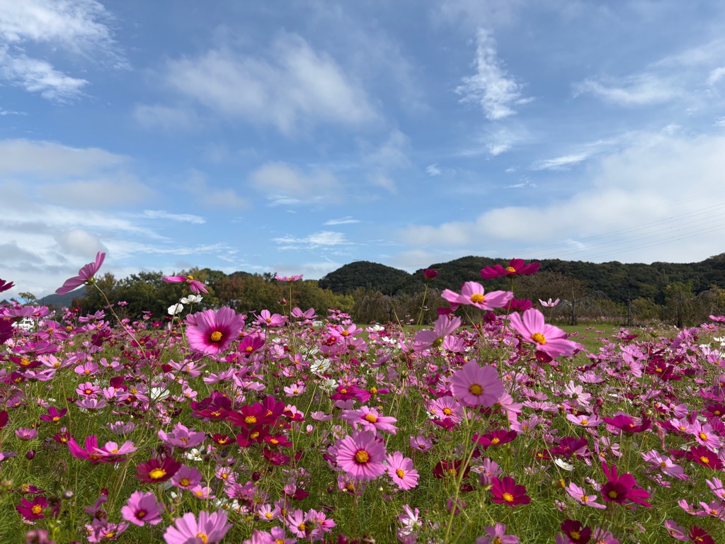 鳴門ウチノ海総合公園お花畑