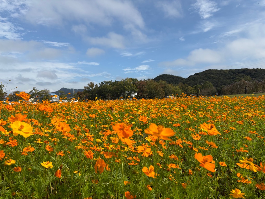 鳴門ウチノ海総合公園お花畑