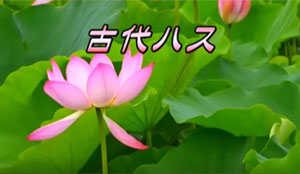 saburovideo さん