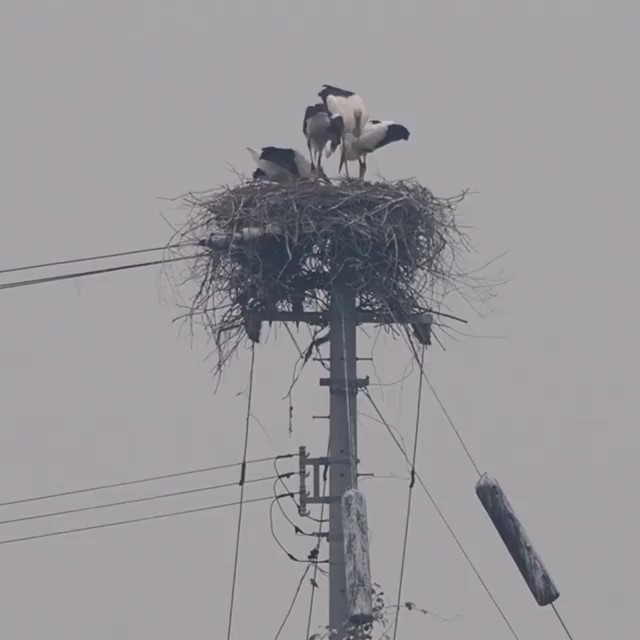 コウノトリ