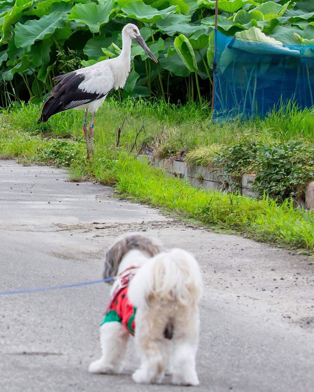愛犬 vs コウノトリ