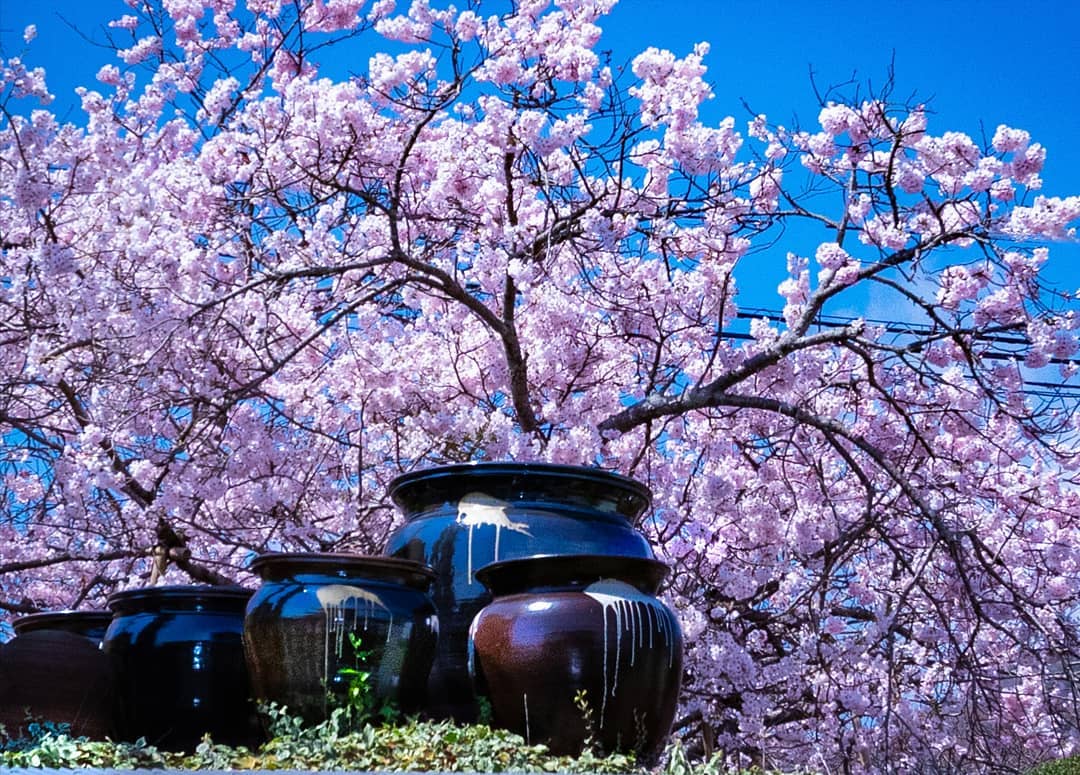 大谷焼と桜
