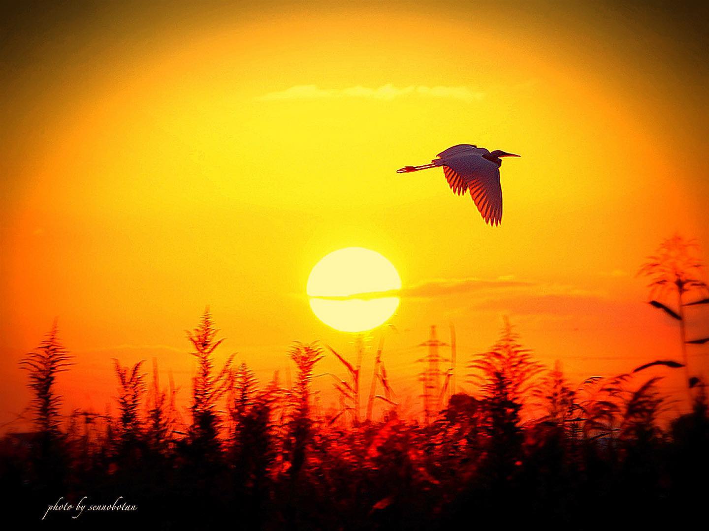 the rising sun