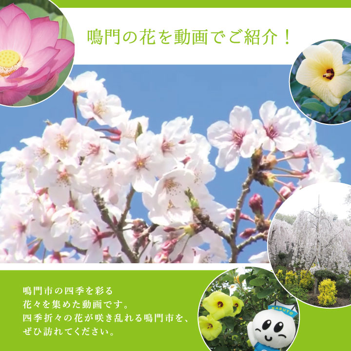 鳴門の花